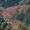 曲淵ダムからみた紅葉