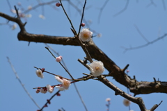 白梅