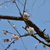白梅