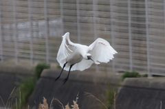 クロツラヘラサギ