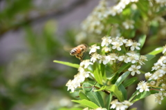 ピラカンサの花とミツバチ