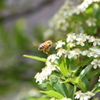 ピラカンサの花とミツバチ