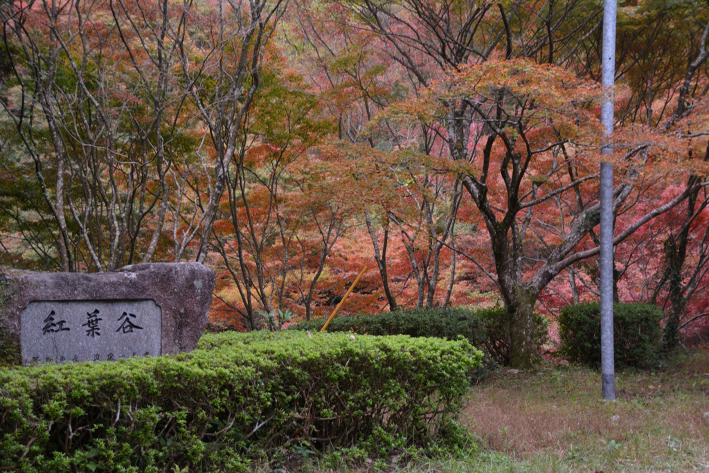 紅葉谷の紅葉