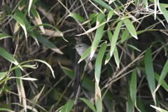 恥ずかしがり屋のウグイスさん