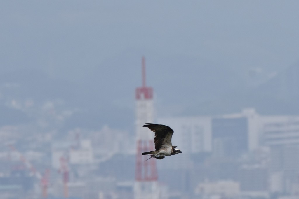 おつかれさま