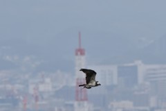 おつかれさま