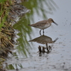 ハマシギ