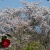 ツバキとサクラ