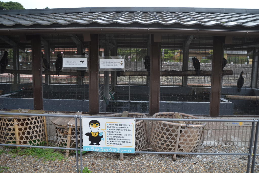 宇治川の鵜飼