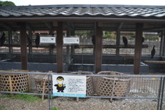 宇治川の鵜飼