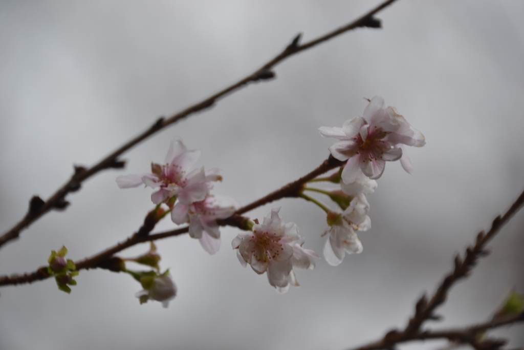 十月桜　平野神社