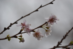 十月桜　平野神社