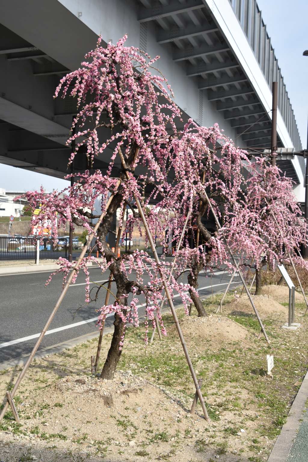 梅林駅前のしだれ梅