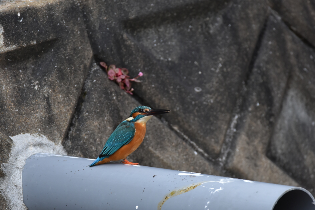 カワセミ　油山川