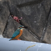 カワセミ　油山川