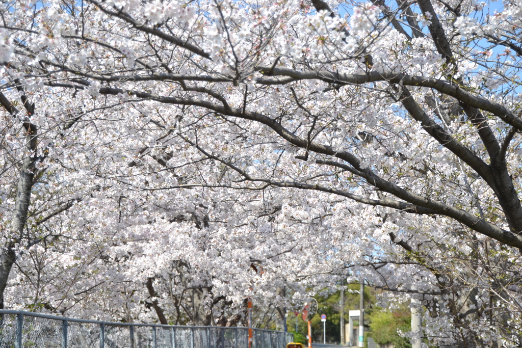 桜