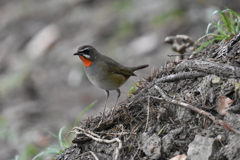 ノゴマ　初撮り