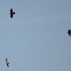 カラスに追われるサシバ