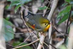 ソウシチョウ