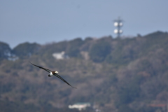 能古島をバックに
