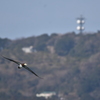 能古島をバックに