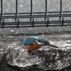 カワセミ