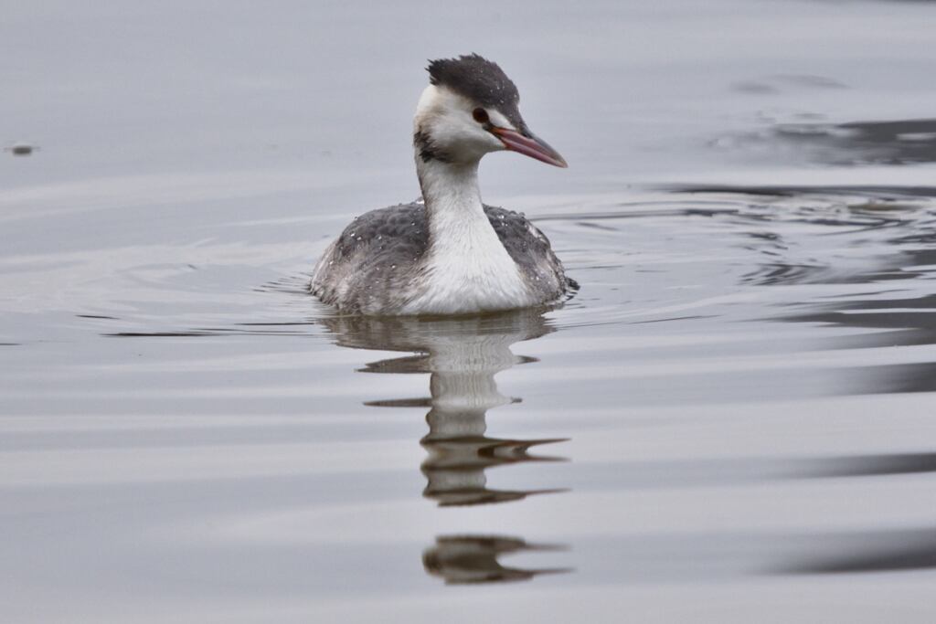 カンムリカイツブリ