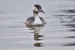 カンムリカイツブリ