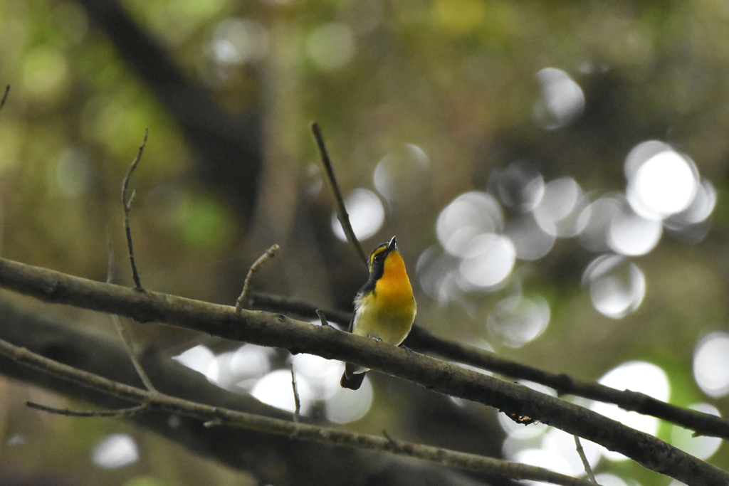 キビタキ　西油山
