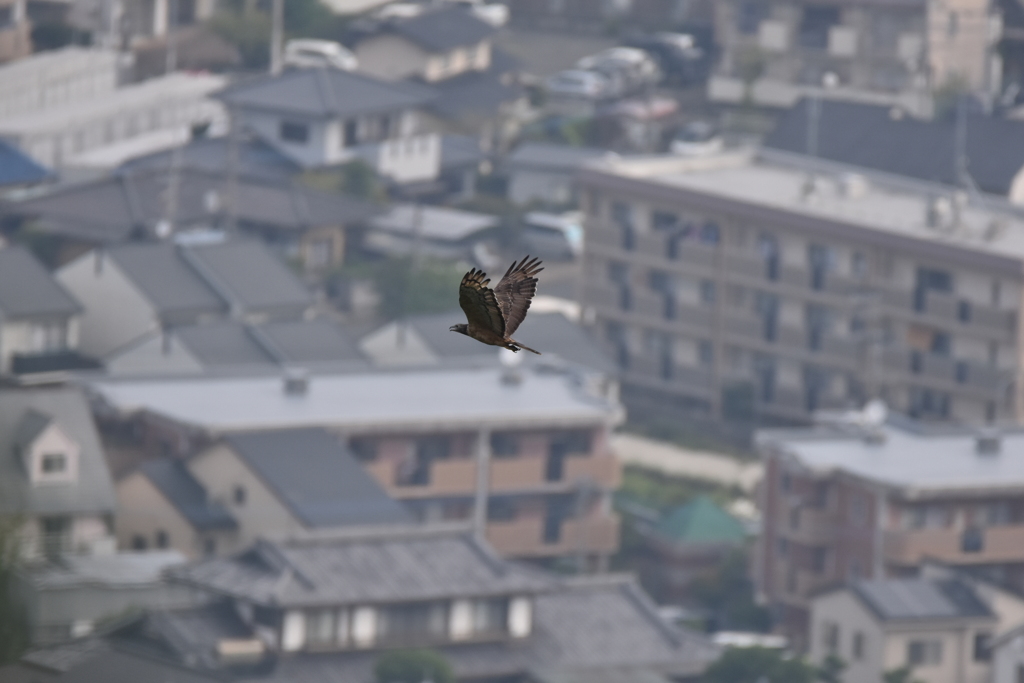 ハチクマ