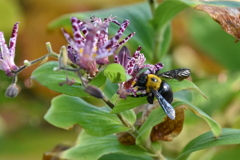 キムネクマバチ