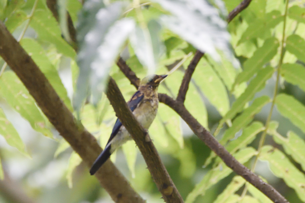 オオルリ　幼鳥　西油山