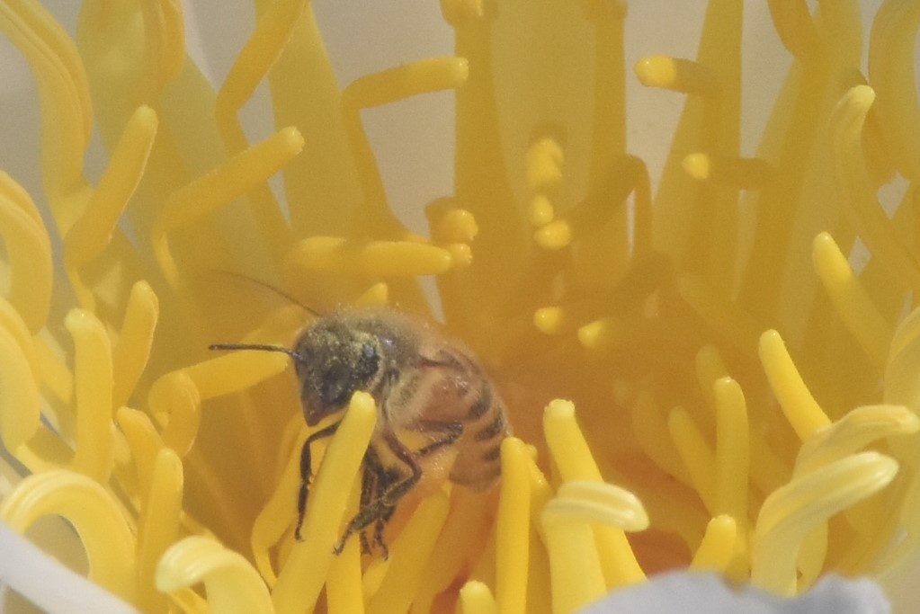 スイレンの花に包まれて1