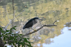 ゴイサギ　西南の杜湖畔公園