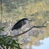ゴイサギ　西南の杜湖畔公園