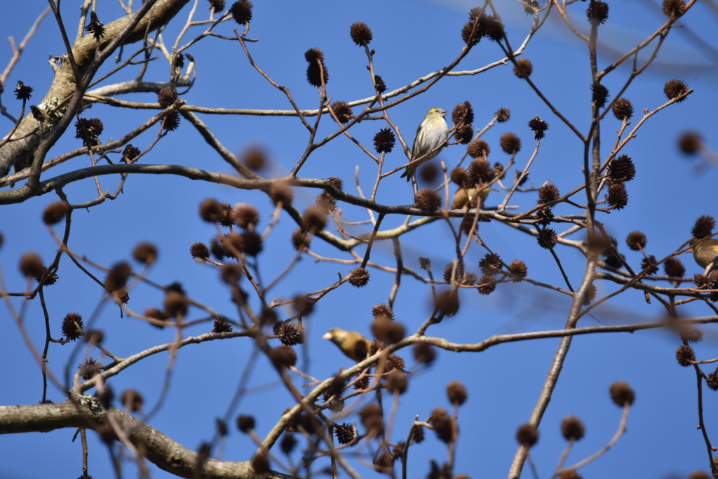 カワラヒワの群れにマヒワが・・・