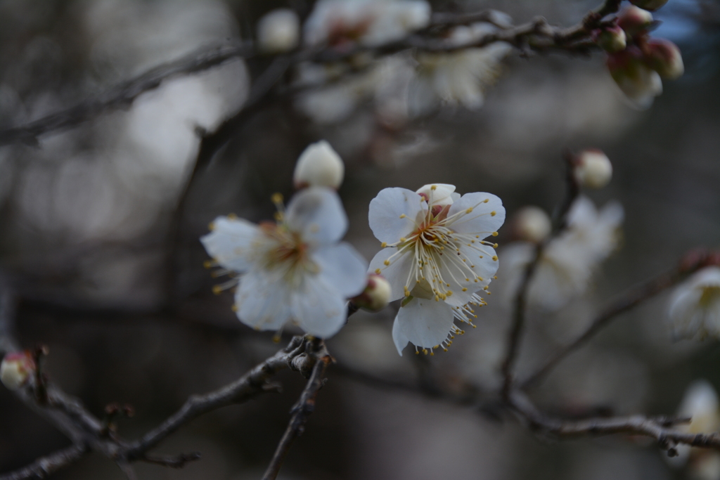 舞鶴公園の白梅