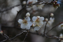 舞鶴公園の白梅