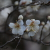 舞鶴公園の白梅