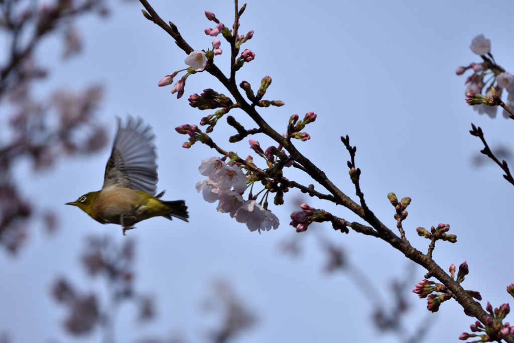 メジロと桜　油山