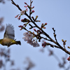 メジロと桜　油山