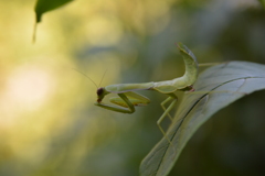 カマキリ