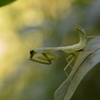 カマキリ