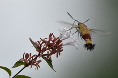 オオスカシバ　お食事中