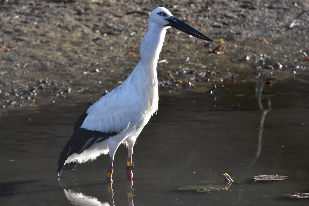 この野鳥は、もしかして(ﾟДﾟ)
