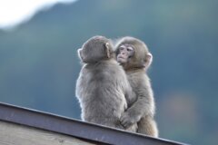 子猿の相撲　はっけよーい