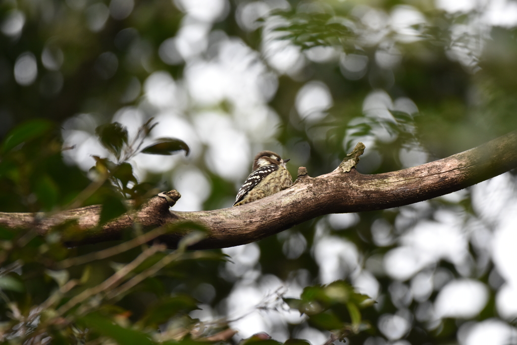 木漏れ日をみつめて～コゲラ～
