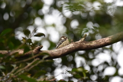 木漏れ日をみつめて～コゲラ～