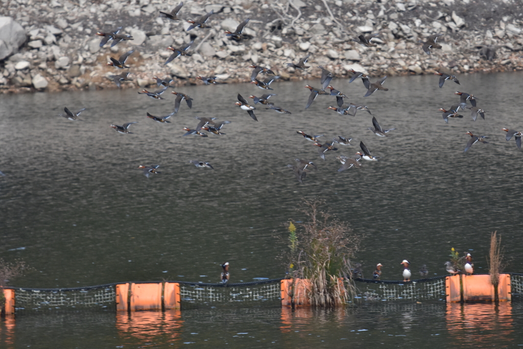 オシドリ　飛翔