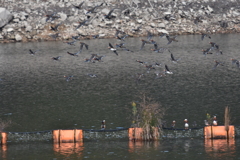 オシドリ　飛翔